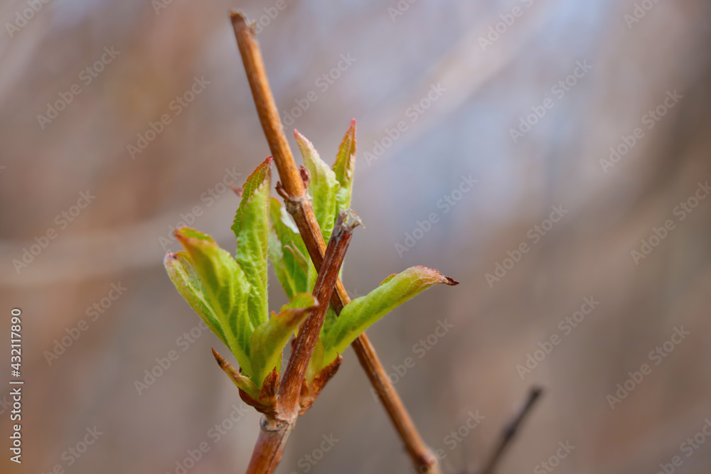 Young green branches bloom on the tree in spring in the park. Nature comes to life in the garden. Young green branches bloom on the tree in spring in the park. Nature comes to life in the garden.