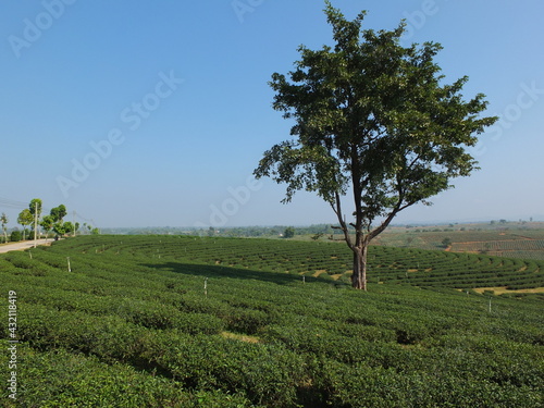 A picture of a tea plantation on a hill