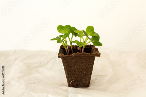 Seedlings growing from a peat soil in a germination pot. Green leaves close-up of a radish sprouts plant. Spring or summer season sowing. Grown from seeds on a windowsill, home gardening concept.
