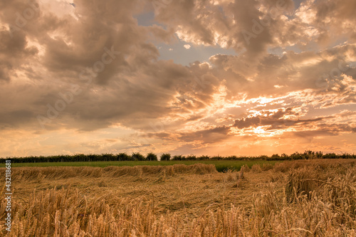 Landscape of wheat field with ears lying down after thunderstorm, at sunset with dramatic colorful cloudy sky