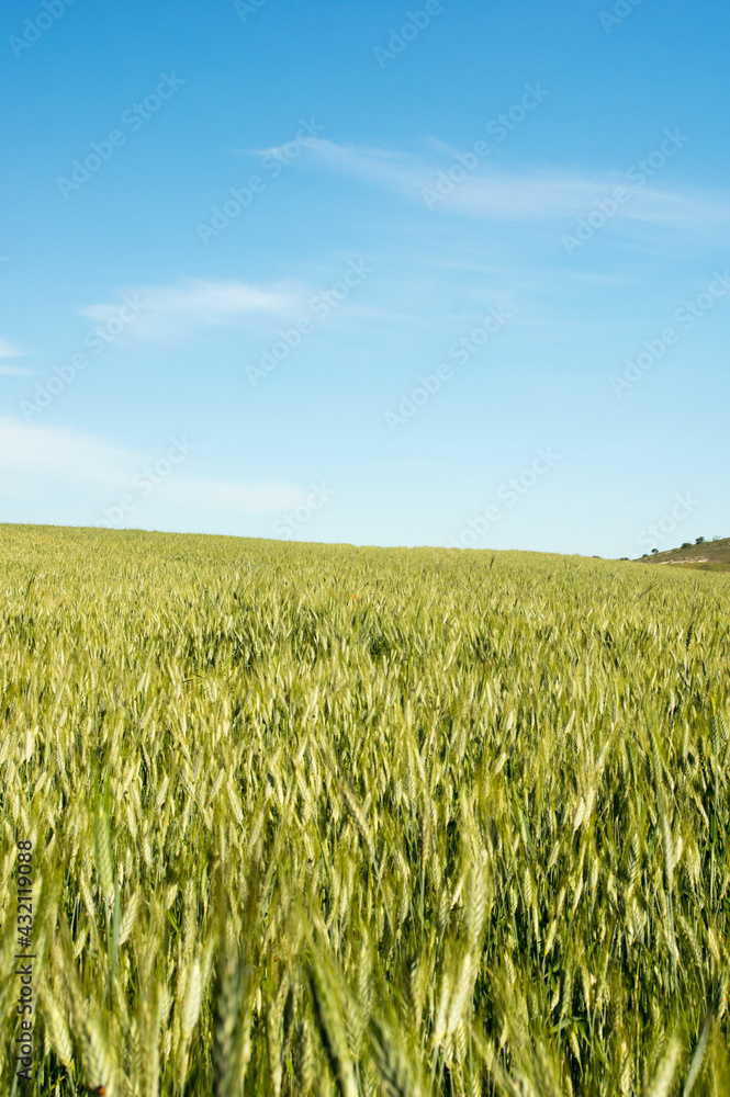 Green field of wheat cultivation.