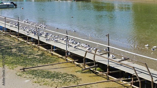 White birds on the pier in the port of Pesaro (Pesaro, Italy, Europe)