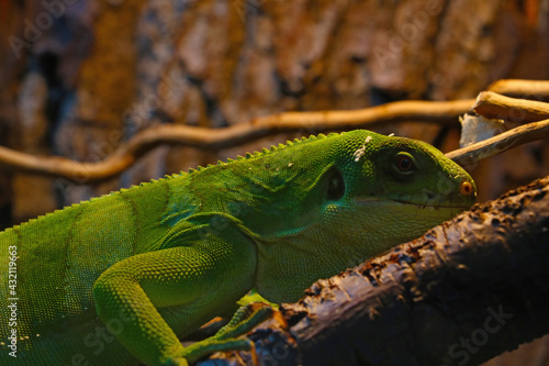 Close up on the Green keel-bellied lizard.