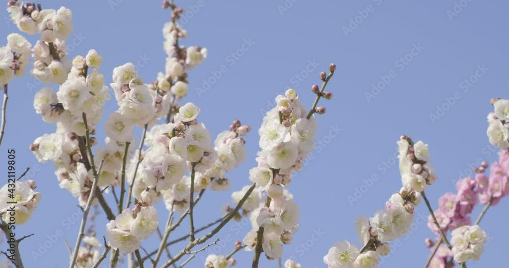 A few beautiful Plum flowers under blue sky. A few beautiful Plum flowers under blue sky.