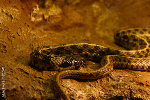 Close up on a checkered garter snake.