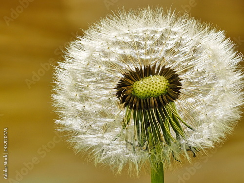 Makro einer Pusteblume