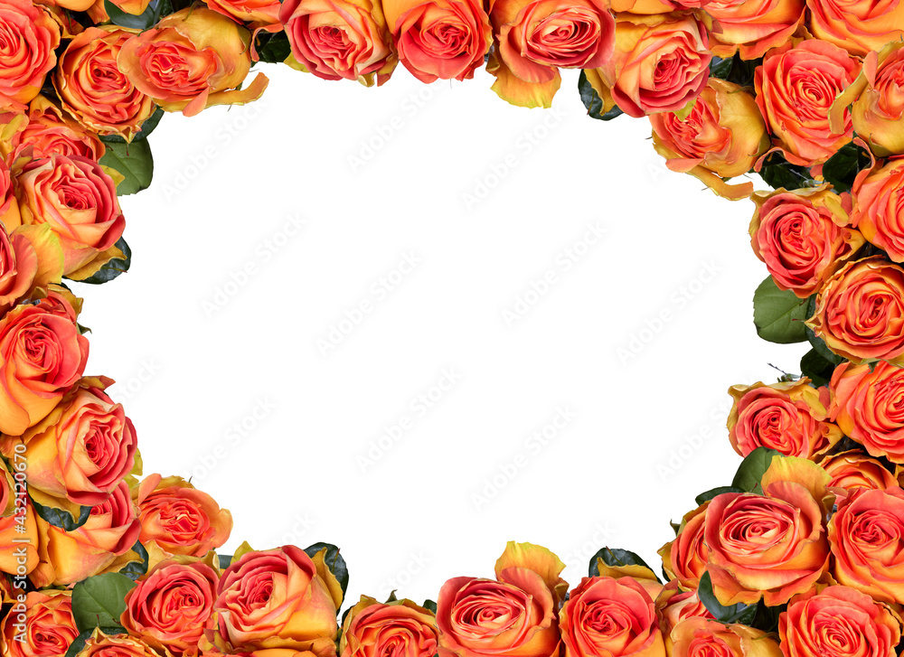 frame of roses orange beautiful flowers isolated on​ white​ background with clipping path​