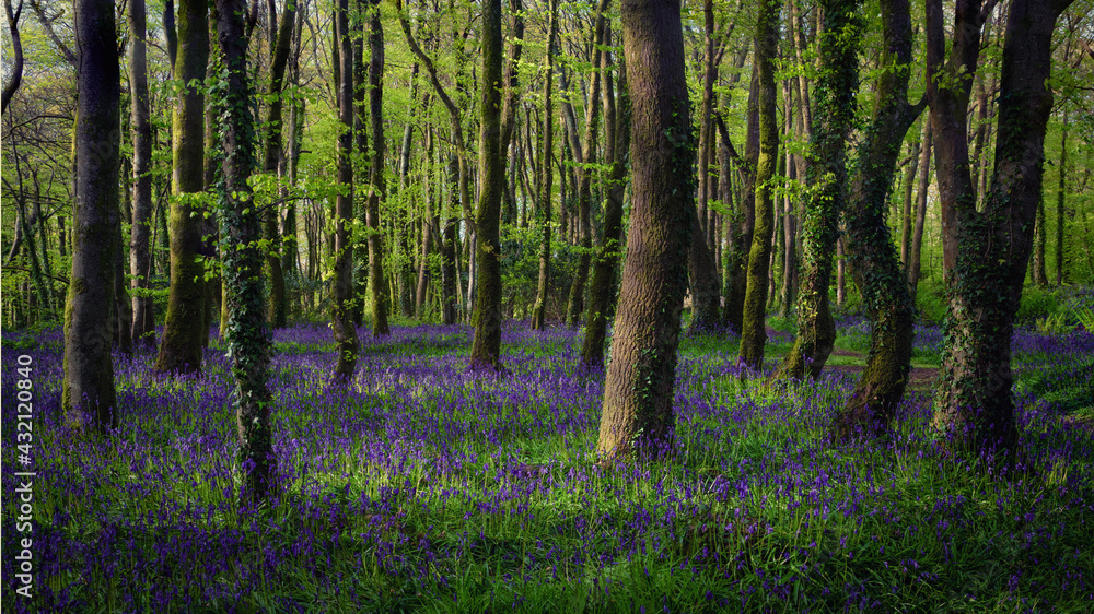 Obraz premium Bluebell wood Cornwall England uk 