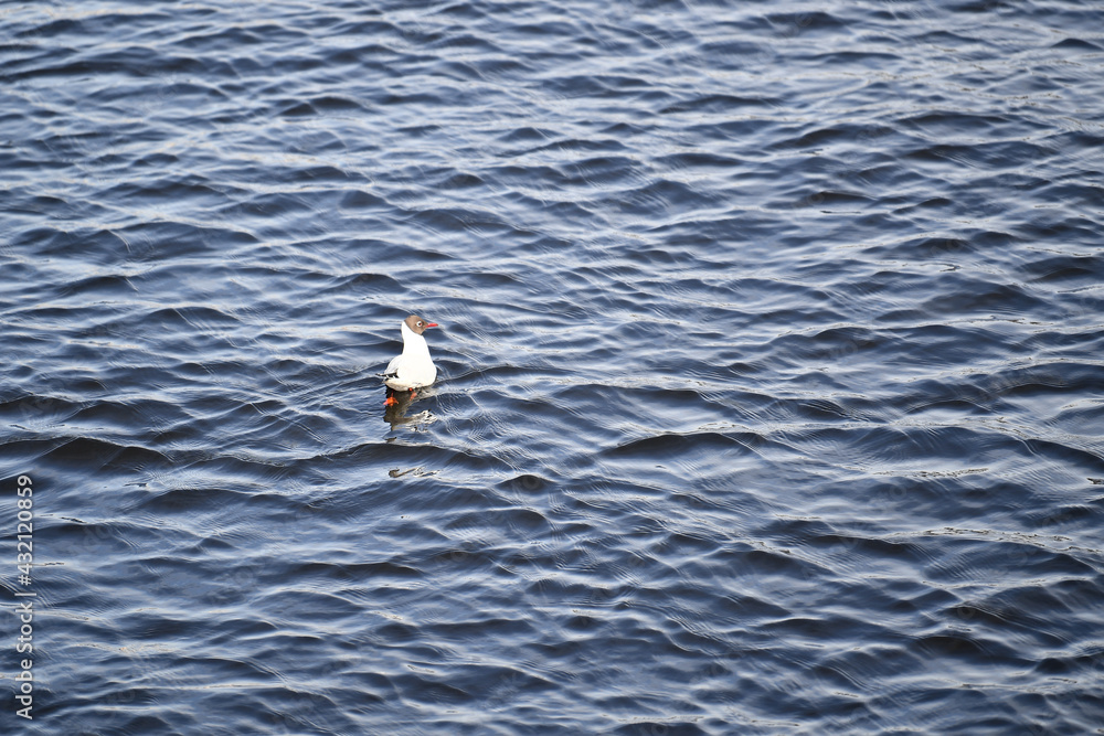 seagull, bird, sea, water, gull, animal, nature, ocean, fly, wildlife, white, blue, flight, birds, beak, feather, beach, freedom, flying, seagulls, wing, lake, wild, wings, coast seagull, bird, sea, water, gull, animal, nature, ocean, fly, wildlife, white, blue, flight, birds, beak, feather, beach, freedom, flying, seagulls, wing, lake, wild, wings, coast