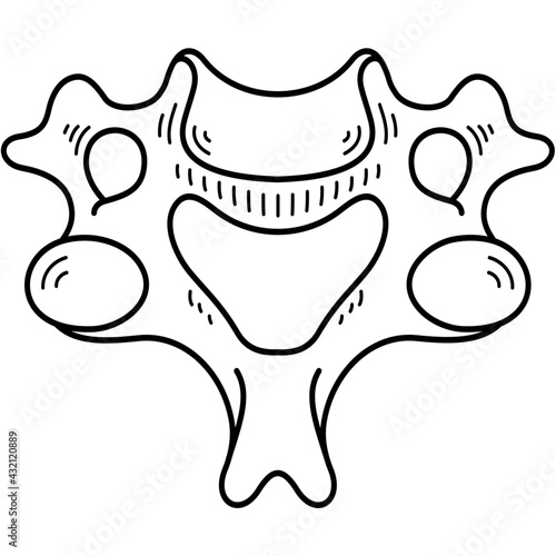 Cervical vertebra