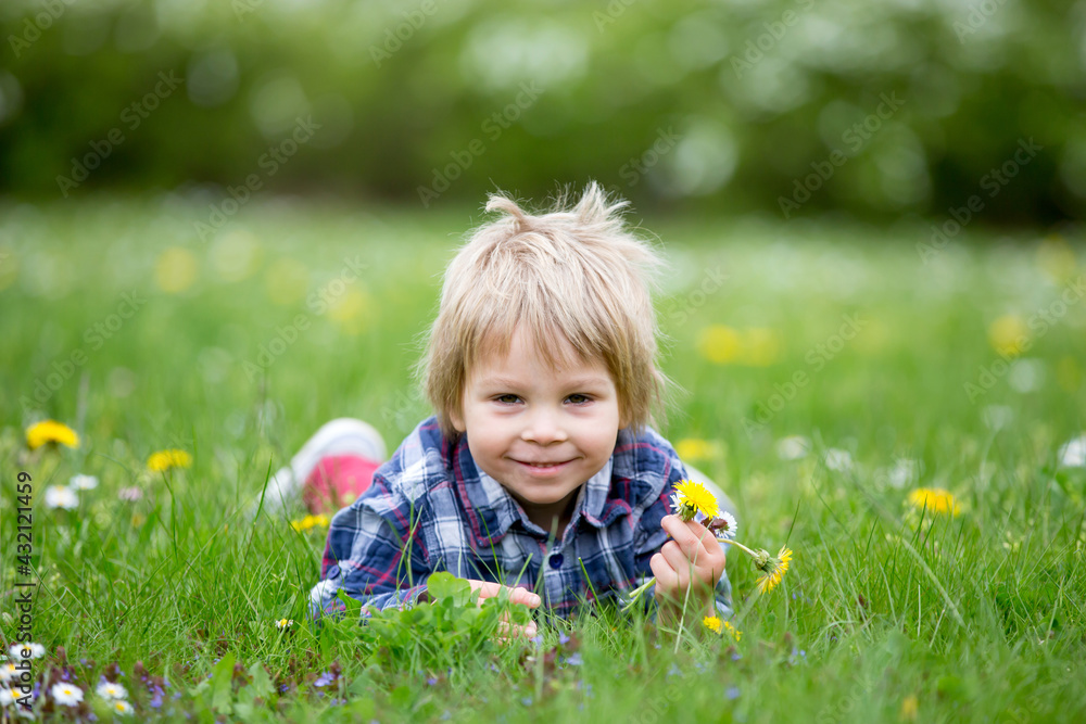 Beautiful toddler blond child, cute boy, lying in the grass in daisy and dandelions filed Beautiful toddler blond child, cute boy, lying in the grass in daisy and dandelions filed