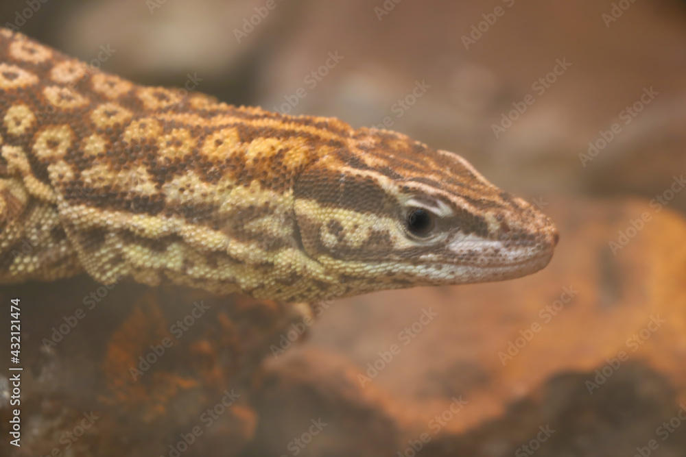 Beautiful gray lizard close-up in the park. Beautiful gray lizard close-up in the park.