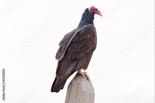 Turkey Vulture  Cathartes aura  isolated over a white background