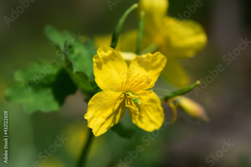 Schöllkraut, Chelidonium majus, gelbe Blüten im Frühling mit vielen Staubgefäßen und Stempel