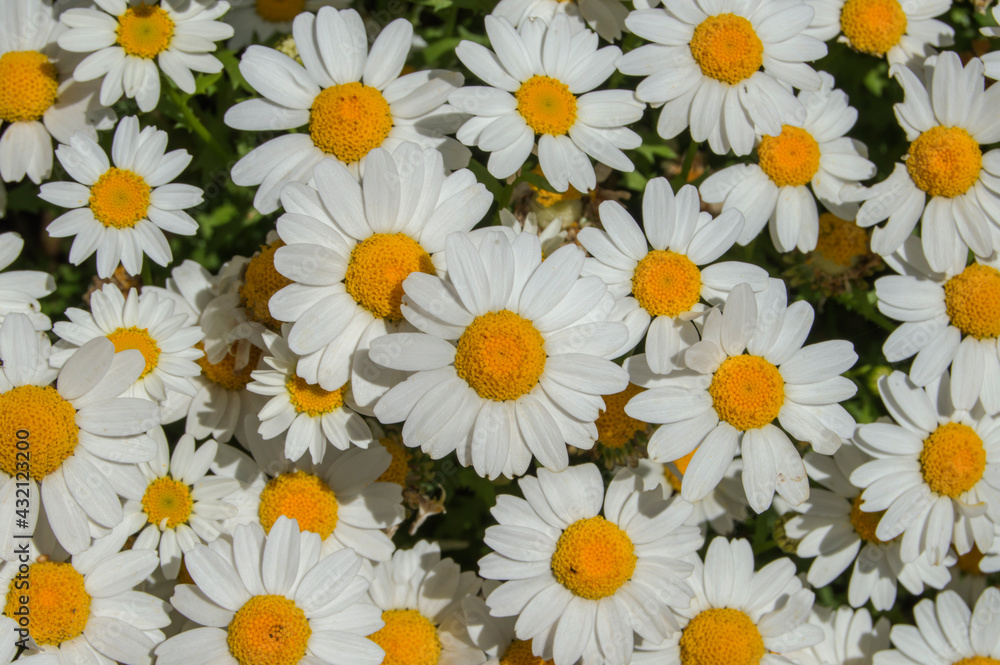 background with daisies in a garden