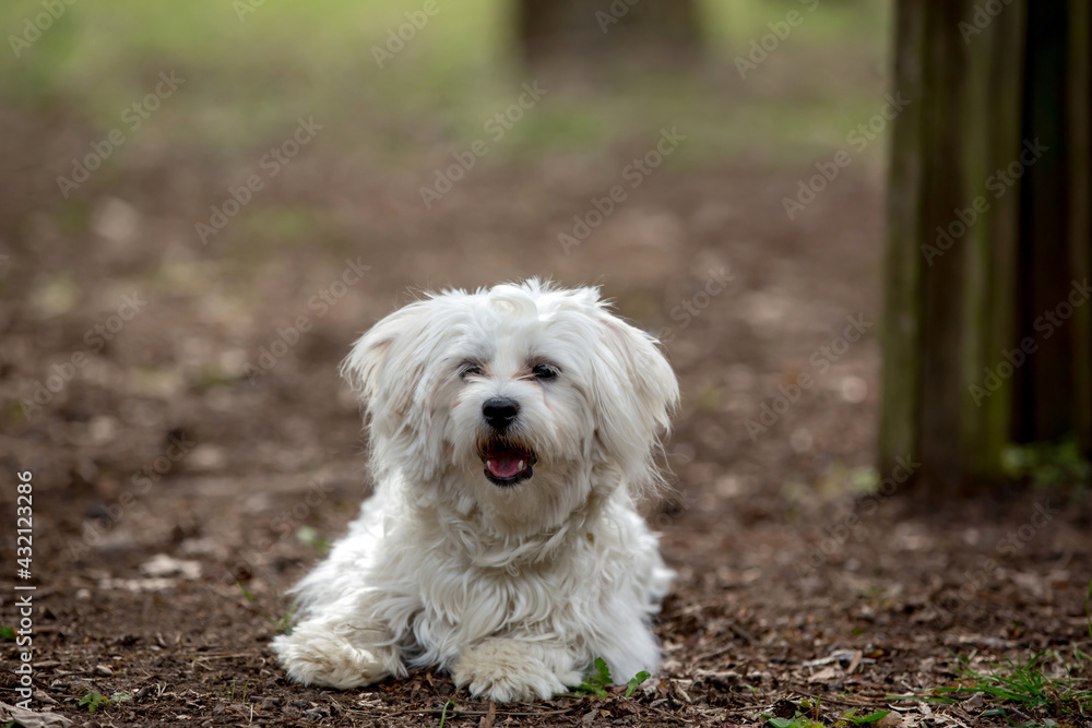 White fluffy maltese puppy dog in the park