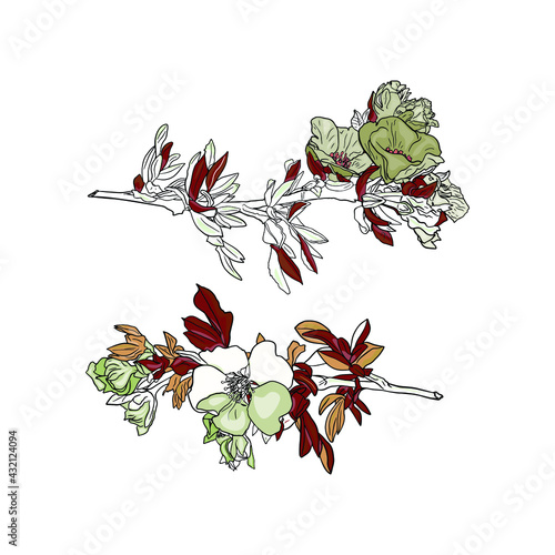 Illustration of a flowering branch isolated by a liner. Flower for printing on a printer, blank for designers, florists, coloring