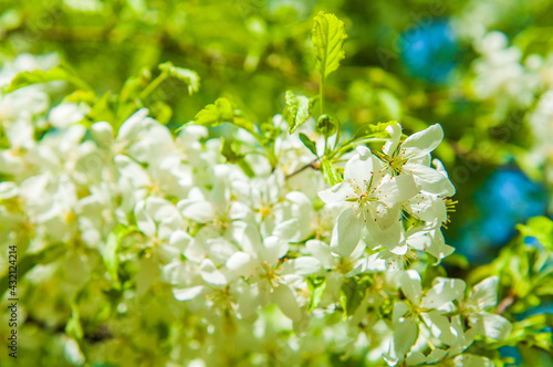 Cerry flowers blooming on a spring cherry tree.