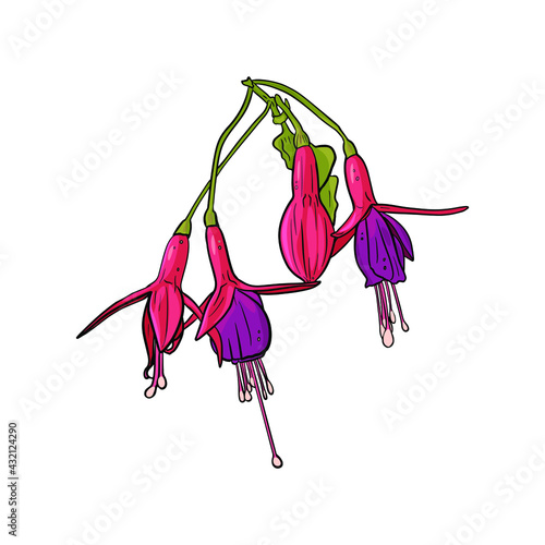 Vector fuchsia flower line illustration. Isolated flower for printing in a coloring book, blank for designer, icon, logo photo