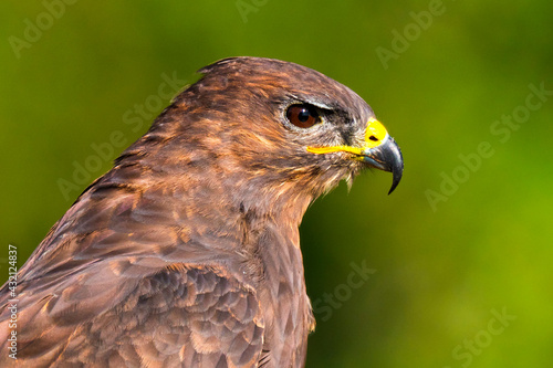 Buzzard  Buteo buteo  Mediterranean Forest  Castile and Leon  Spain  Europe