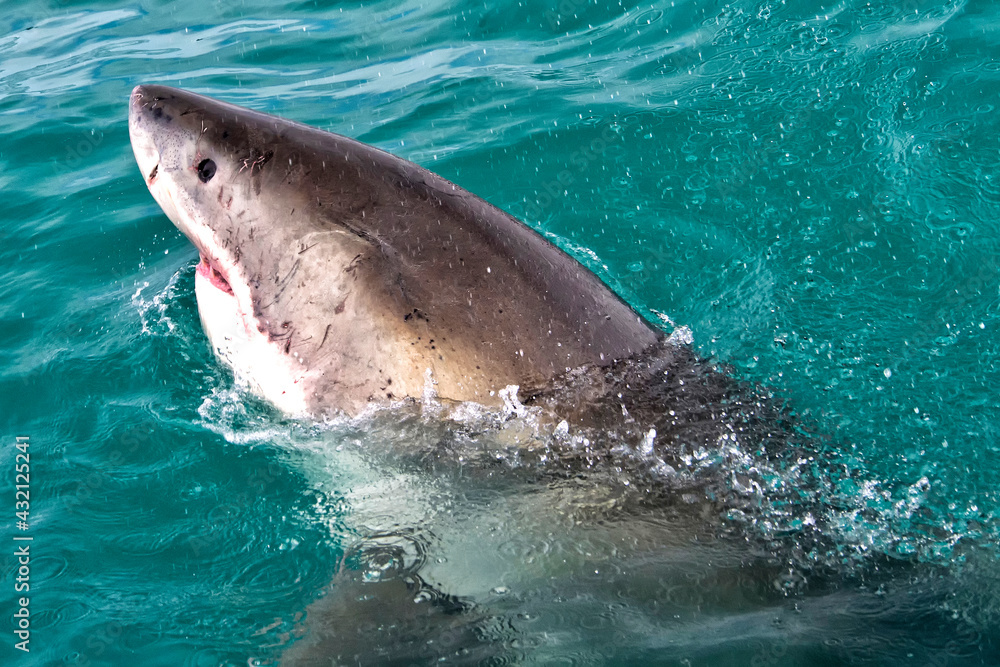 Obraz premium Great White Shark, Carcharodon carcharias, Gansbaai, Western Cape, South Africa, Africa
