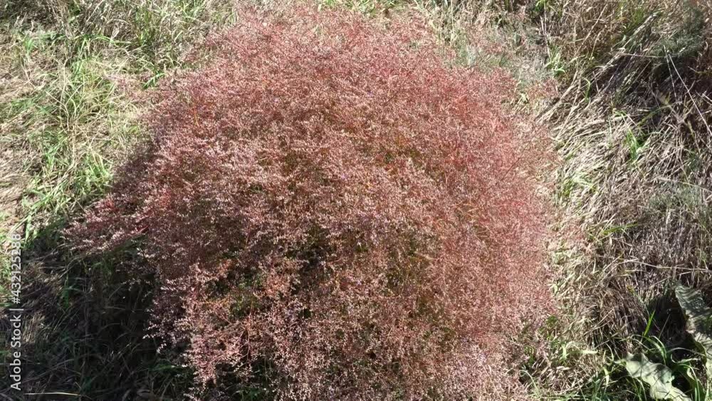 Flowering tumbleweed bush swaying in the wind. Flowering tumbleweed bush swaying in the wind.