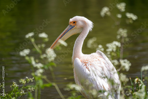 Portrait of a Great White Pelican on the shore of a large lake in summer. Wildlife in natural green environment.