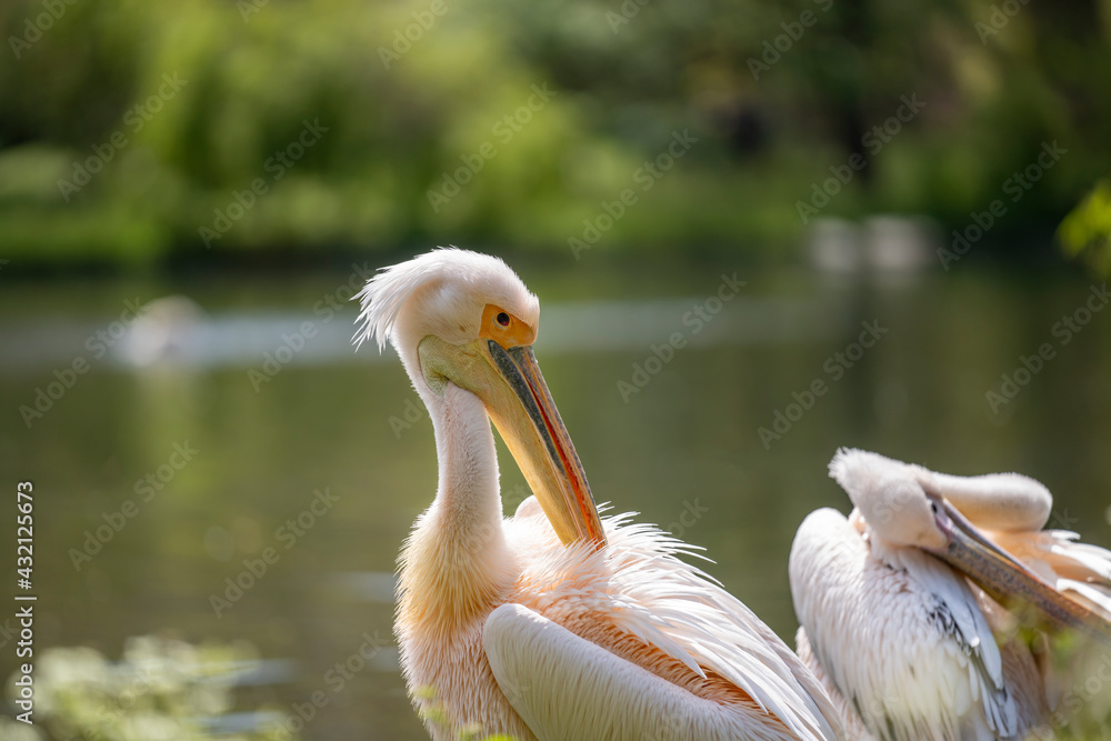 Portrait of a Great White Pelican on the shore of a large lake in summer. Wildlife in natural green environment. Portrait of a Great White Pelican on the shore of a large lake in summer. Wildlife in natural green environment.