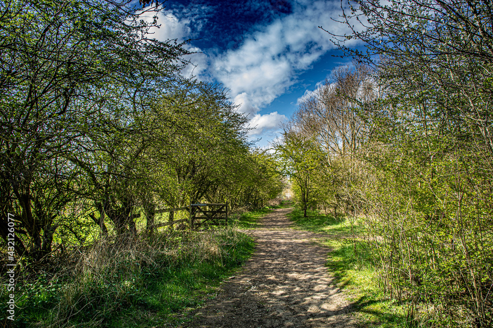 Fototapeta premium Cowpen Bewley, Nature Reserve