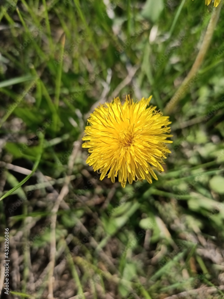 Close-up of a dandelion at the edge of the forest. Close-up of a dandelion at the edge of the forest.