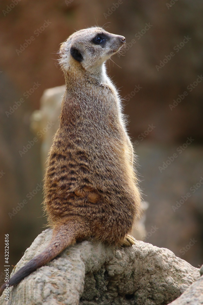 Fototapeta premium meerkat on guard