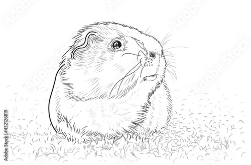 The funny guinea pig is drawn in a linear style by hand. Vector illustration, EPS 10. Black and white, monochrome image on a white background.