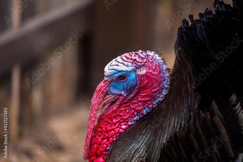 A close-up of the red and blue head of a black male turkey in a farmyard. Ecological poultry farming. Picture taken on a cloudy day, soft light.