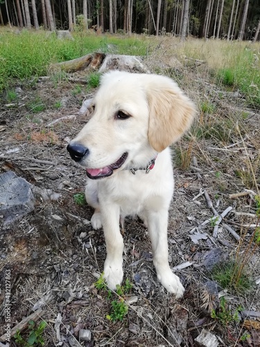 golden retriever puppy