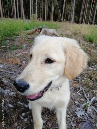 golden retriever puppy