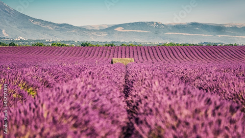 Fototapeta Naklejka Na Ścianę i Meble -  Lavender field in Provence, France