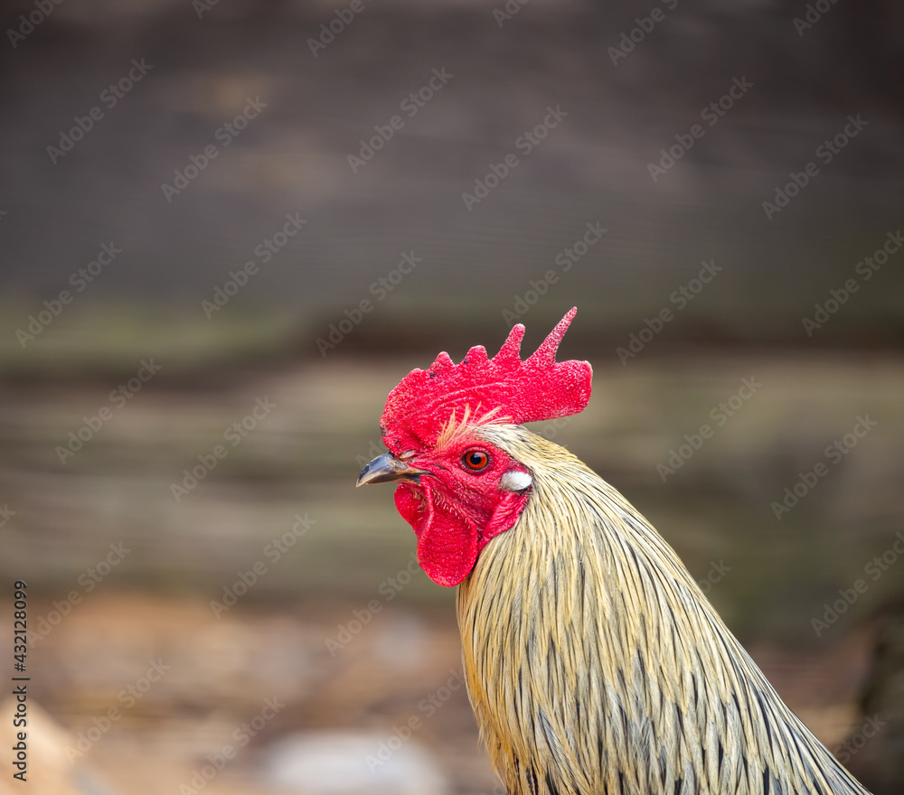 Naklejka premium Close up of a rooster's head in a farmyard. Ecological poultry farming. Picture taken on a cloudy day, soft light. blurred background