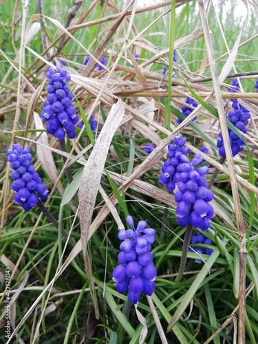 flowers in the garden