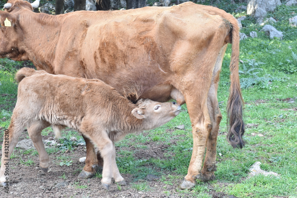 Vitello che si allatta alla mammella della mucca. Sicilia Palermo