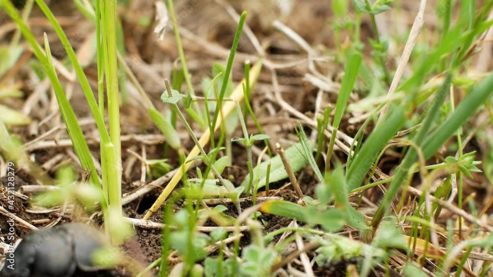 A large black field beetle eats the spring grass. Insects in nature close-up of a beetle. macro footage
A large black field beetle eats the spring grass. Insects in nature close-up of a beetle. macro footage