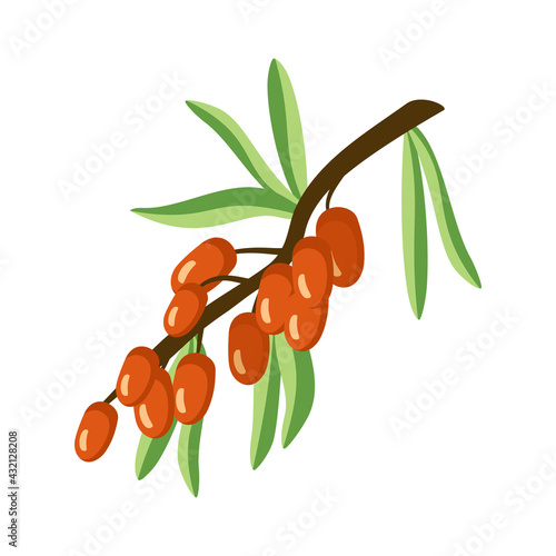 Sea buckthorn icon. A source of vitamin C. Useful small orange berries on a branch with a leaf, summer or autumn harvest in the garden