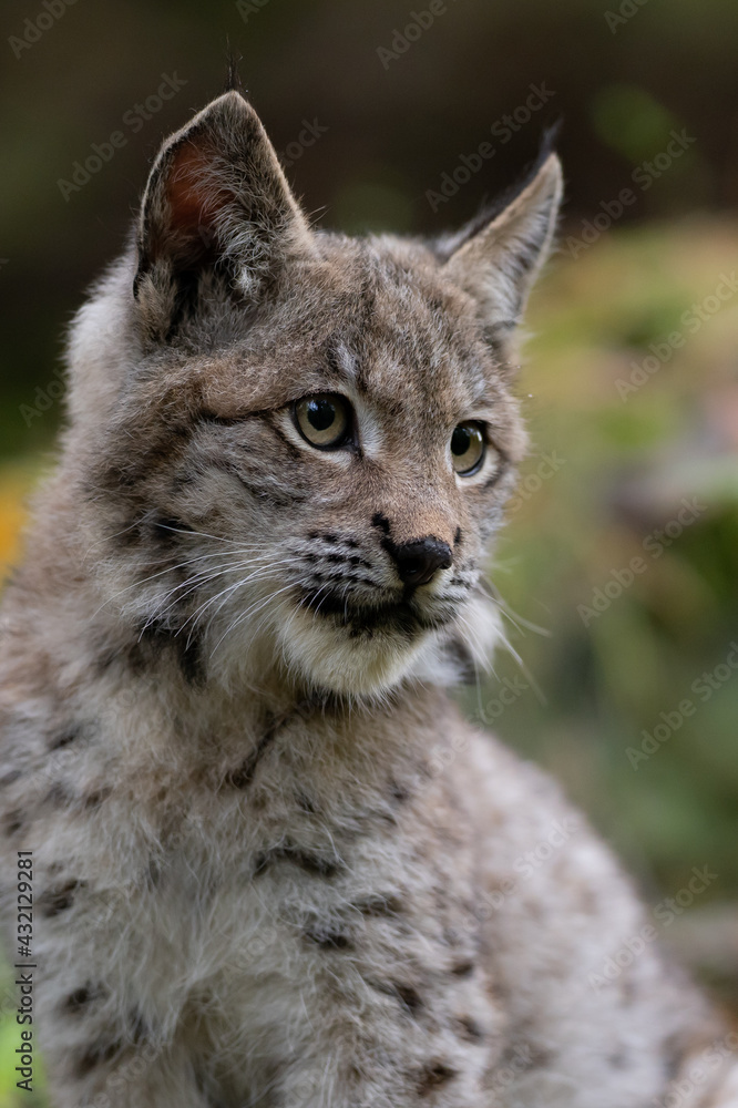 Naklejka premium Lynx in green forest with tree trunk. Wildlife scene from nature. Playing Eurasian lynx, animal behaviour in habitat. Wild cat from Germany. Wild Bobcat between the trees