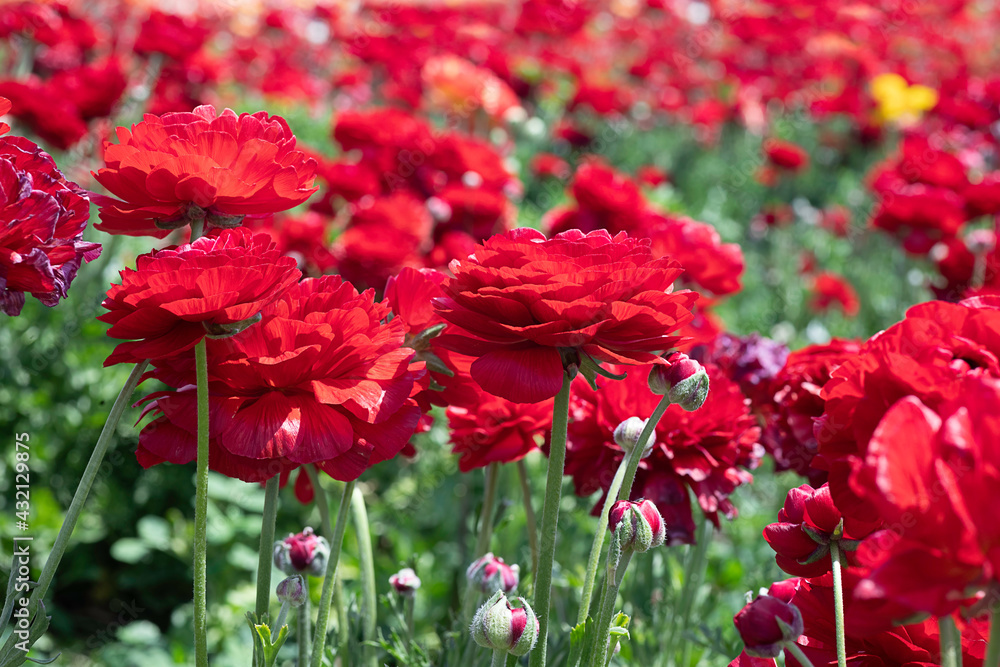 Red cultivated flowers garden buttercups close-up on blurred background Red cultivated flowers garden buttercups close-up on blurred background
