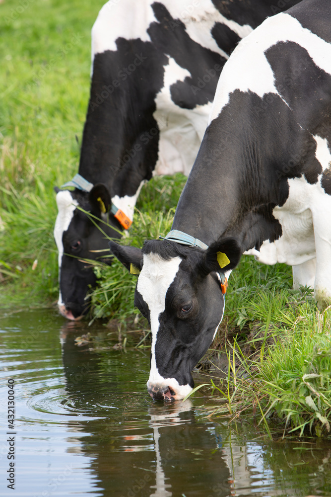 black and white spotted cows drink from water of canal in holland black and white spotted cows drink from water of canal in holland