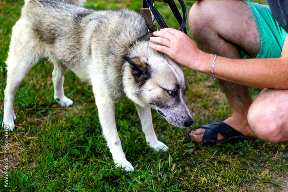 Defocus close-up obedient siberian laika husky on leash with long tongue. Human's hands stroking dog, confidence trust concept, love. Owner caressing gently his dog. Pet care concept. Out of focus