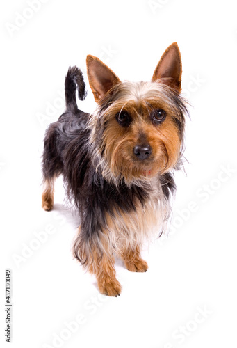 фотографія Australian Terrier dog looking isolated on a white background
