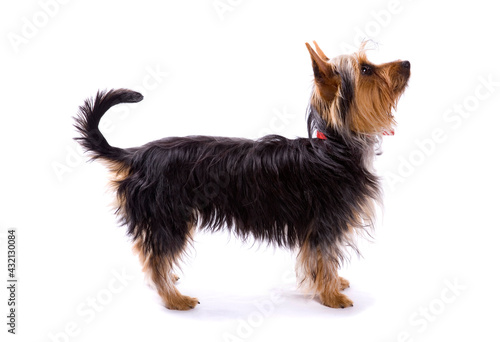 Obraz na plátne Australian Terrier dog in show stance isolated on a white background