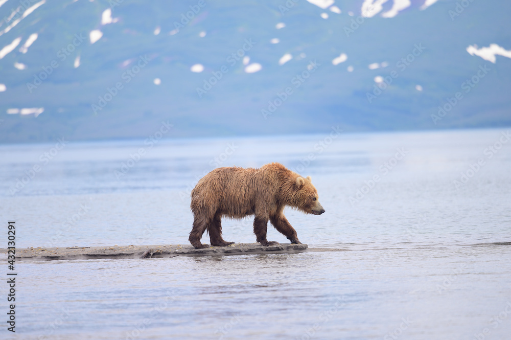 Ruling the landscape, brown bears of Kamchatka (Ursus arctos beringianus) Ruling the landscape, brown bears of Kamchatka (Ursus arctos beringianus)