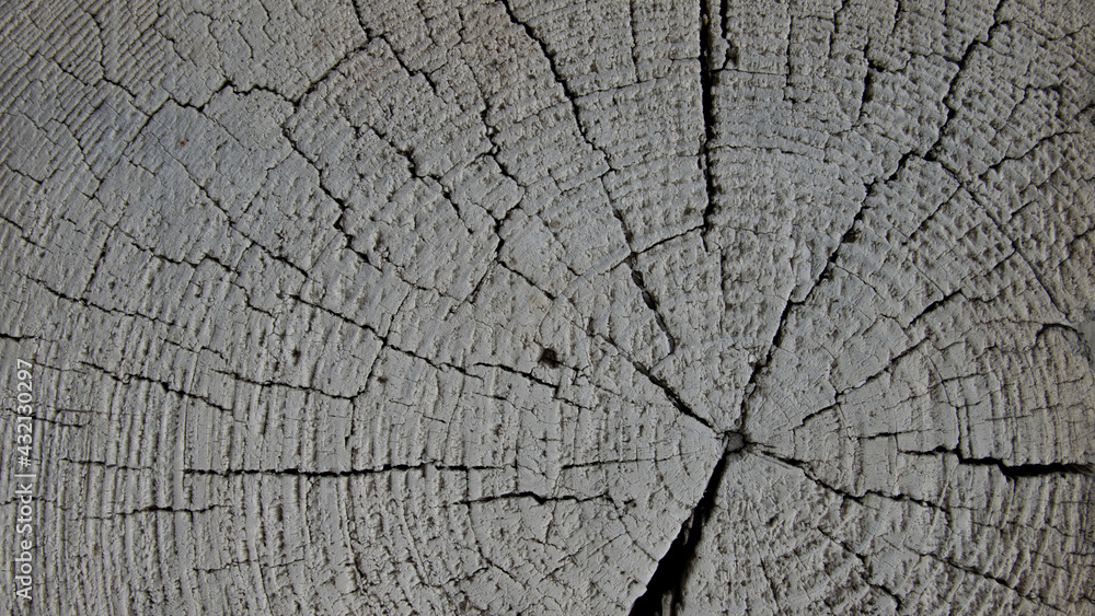 Fototapeta premium Black and white tree rings. Wallpaper. Pattern.