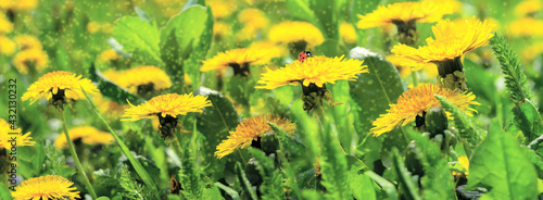 Dreamy spring field with dandelion flowers, ladybug, grass, closeup panorama....